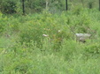 Enlarge photo 68
