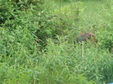 Enlarge photo 69