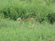 Enlarge photo 71