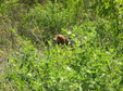 Enlarge photo 98