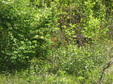 Enlarge photo 99