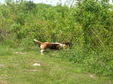 Enlarge photo 111