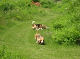 Enlarge photo 121