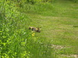 Enlarge photo 126