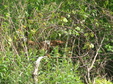 Enlarge photo 137