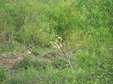 Enlarge photo 141