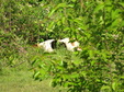 Enlarge photo 158