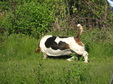 Enlarge photo 160