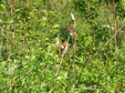 Enlarge photo 164