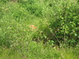 Enlarge photo 170
