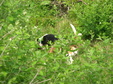Enlarge photo 171