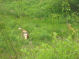 Enlarge photo 186