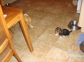 Enlarge photo 151