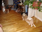 Enlarge photo 160
