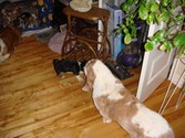 Enlarge photo 161