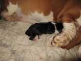 Chili pups