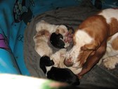 Enlarge photo 21