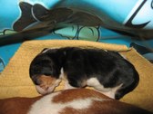 Enlarge photo 33