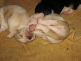 Enlarge photo 43