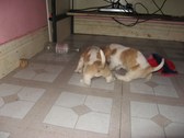 Enlarge photo 97