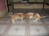 Enlarge photo 83