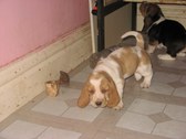 Enlarge photo 86