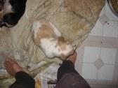 Enlarge photo 111