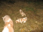 Enlarge photo 176
