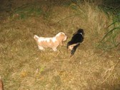 Enlarge photo 177