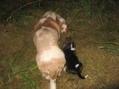 Enlarge photo 178