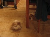 Enlarge photo 184