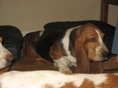 Chilipups, February