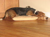 Enlarge photo 5