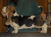 Curry Puppies