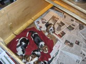 Enlarge photo 37