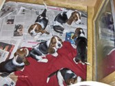 Enlarge photo 42