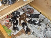 Enlarge photo 47
