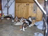Enlarge photo 51
