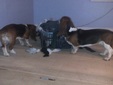 Eowyn & Hermione sort the laundry