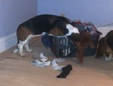 Enlarge photo 6