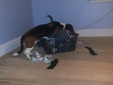 Enlarge photo 7