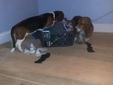 Enlarge photo 8