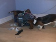 Enlarge photo 10