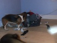 Enlarge photo 13