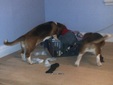 Enlarge photo 14