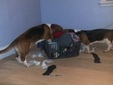 Enlarge photo 15