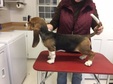 Fuego x Hermione 13 weeks