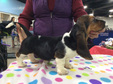 Fuego x Hermione puppies