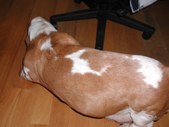 Ginger preg and new pups