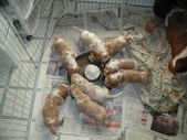 Gingerpups